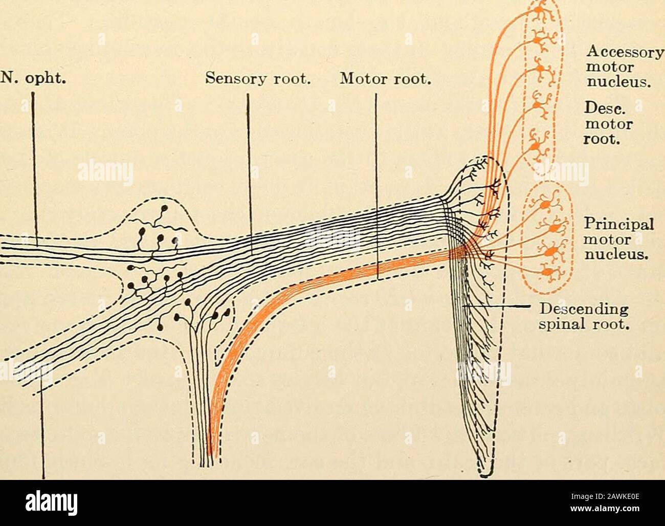 Un testo-libro di fisiologia per gli allievi medici e i medici. Fig. 108. Diagramma che mostra l'area media di distribuzione delle fibre sensoriali del nervo etrigeminale.-(Cushing.) N. oft. Nucleo principale del motore. J Descendingradice spinale. N. max sup. N. max. Inf. Fig. 109.- Nuclei di origine del quinto nervo cranico.-(Da Poirier e Charpy, dopo Van Gehuchten.) il quarto nervo Cranico (N. Trochlearis).- Questo nervo emerge dal cervello nel velum midollare anteriore (valvola di Vieussens) appena posteriore al collicolo inferiore. Si curva intorno alla 246 FISIOLOGIA del sistema NERVOSO CENTRALE Foto Stock