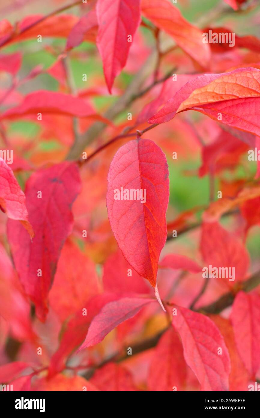 Stewartia pseudocamellia. Foglie rosse e di rame di camelia decidua in autunno. REGNO UNITO. Foto Stock