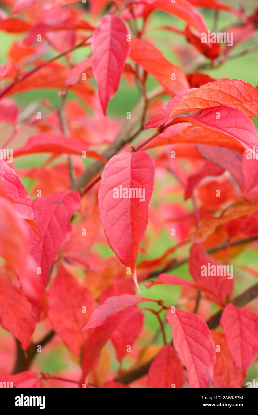 Stewartia pseudocamellia. Foglie rosse e di rame di camelia decidua in autunno. REGNO UNITO. Foto Stock