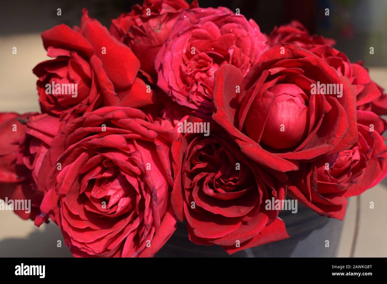 Rose rosse Foto Stock