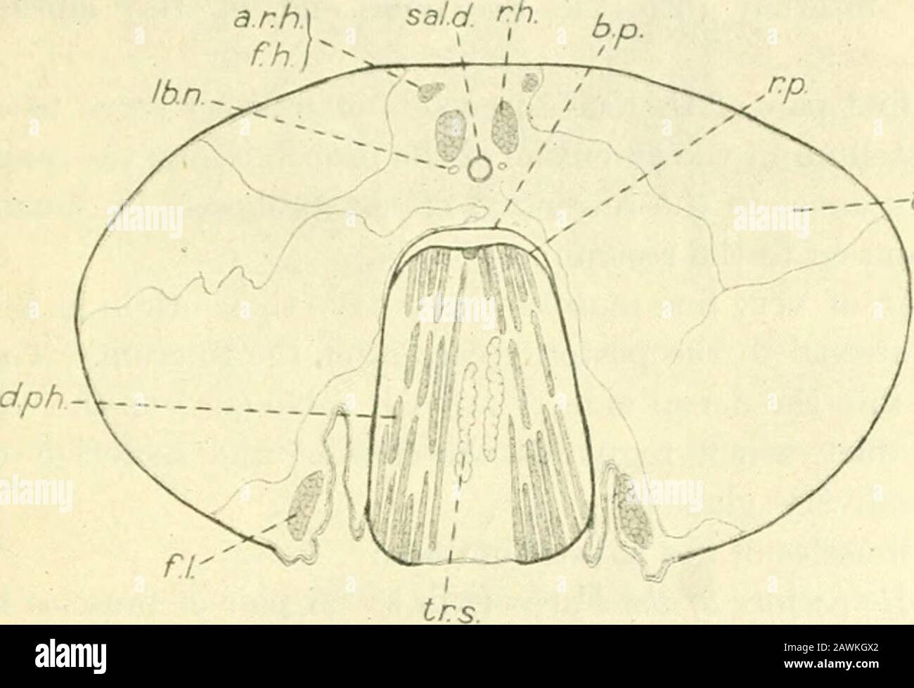 La casa-mosca, Musa domestica Linn: La sua struttura, le sue abitudini, lo sviluppo, la relazione con la malattia e il controllo. G i movimenti di tlie farynxe probocis sono i seguenti: I Dilatori della Faringe (figg. 3, 28, d.pk). Questa coppia di muscoli occupa l'interno del fulcro. Ogni muscolo è attaccato alle regioni antero-laterali del fulcro e inserito nella placca dorsale della faringe (r:p.). Questi muscoli sono agenti techief nel pompare il cibo liquido nell'esofago, ein disegnarlo attraverso il tubo faringeo. Muscoli DEL PROBOSCIS 59 i divaricatori Del Fulcro (r.f.). Questi Foto Stock