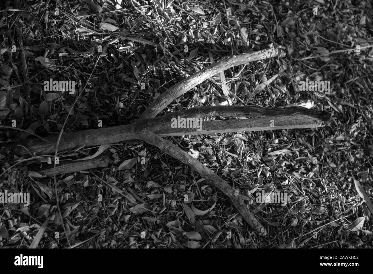 Vista verso il basso su ramo giardino morto in bianco e nero. Foto Stock