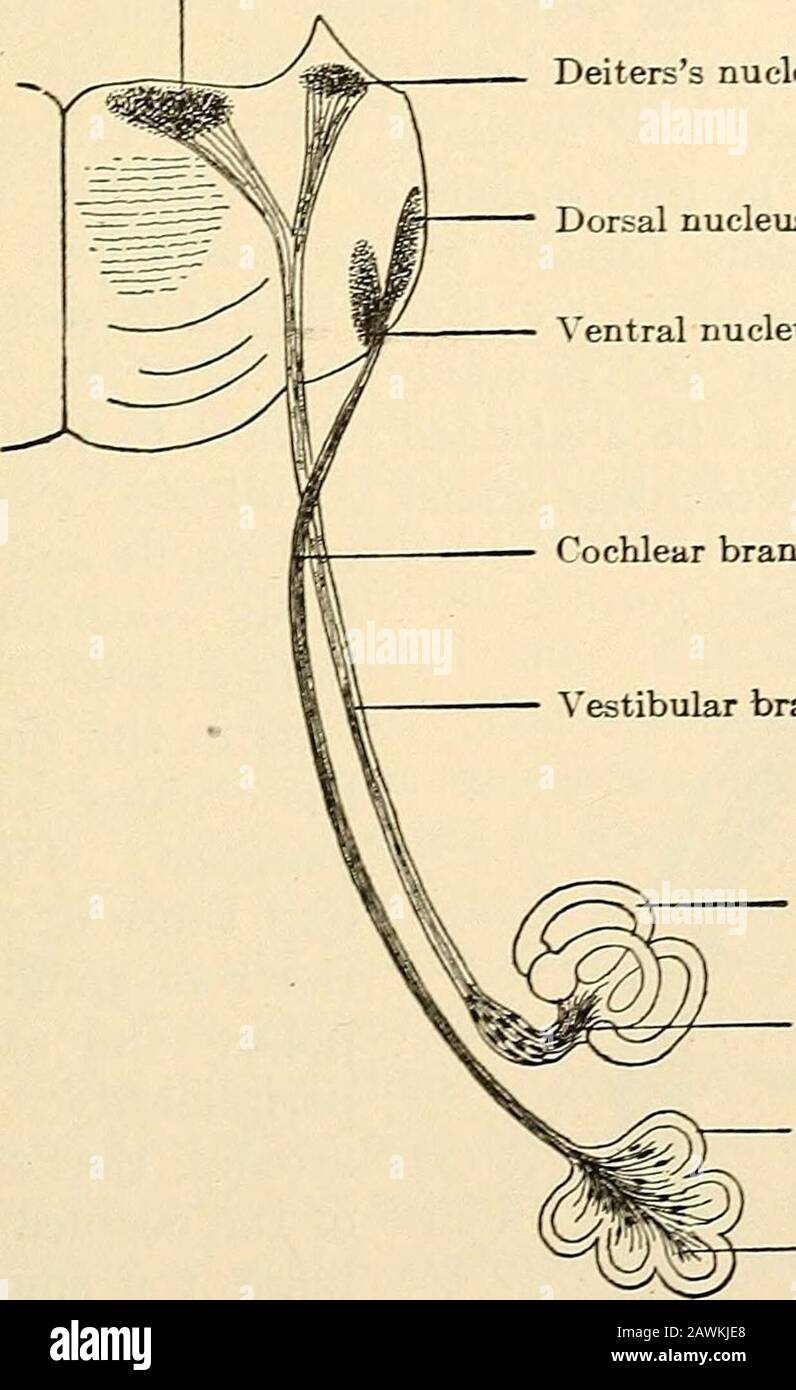 Un testo-libro di fisiologia per gli studenti e medici medici . capacità di evocare una reazione psichica. Il centro Uditivo. - la posizione dell'area uditiva è stata studiata lungo linee simili a quelle utilizzate per il centro visivo. Il lavoro fisiologico sperimentale ha dato risultati di varyingnelle mani di diversi osservatori. Munk e Ferrierposed il centro corticale per l'udito nel lobo temporale, e AREE DI SENSE AXD ASSOCIATION AREE. 211 nonostante i risultati negativi di Schafer e di altri, questa localizzazioneè stata dimostrata sostanzialmente corretta. Intera ablazione di entrambe le fasi temporali Foto Stock