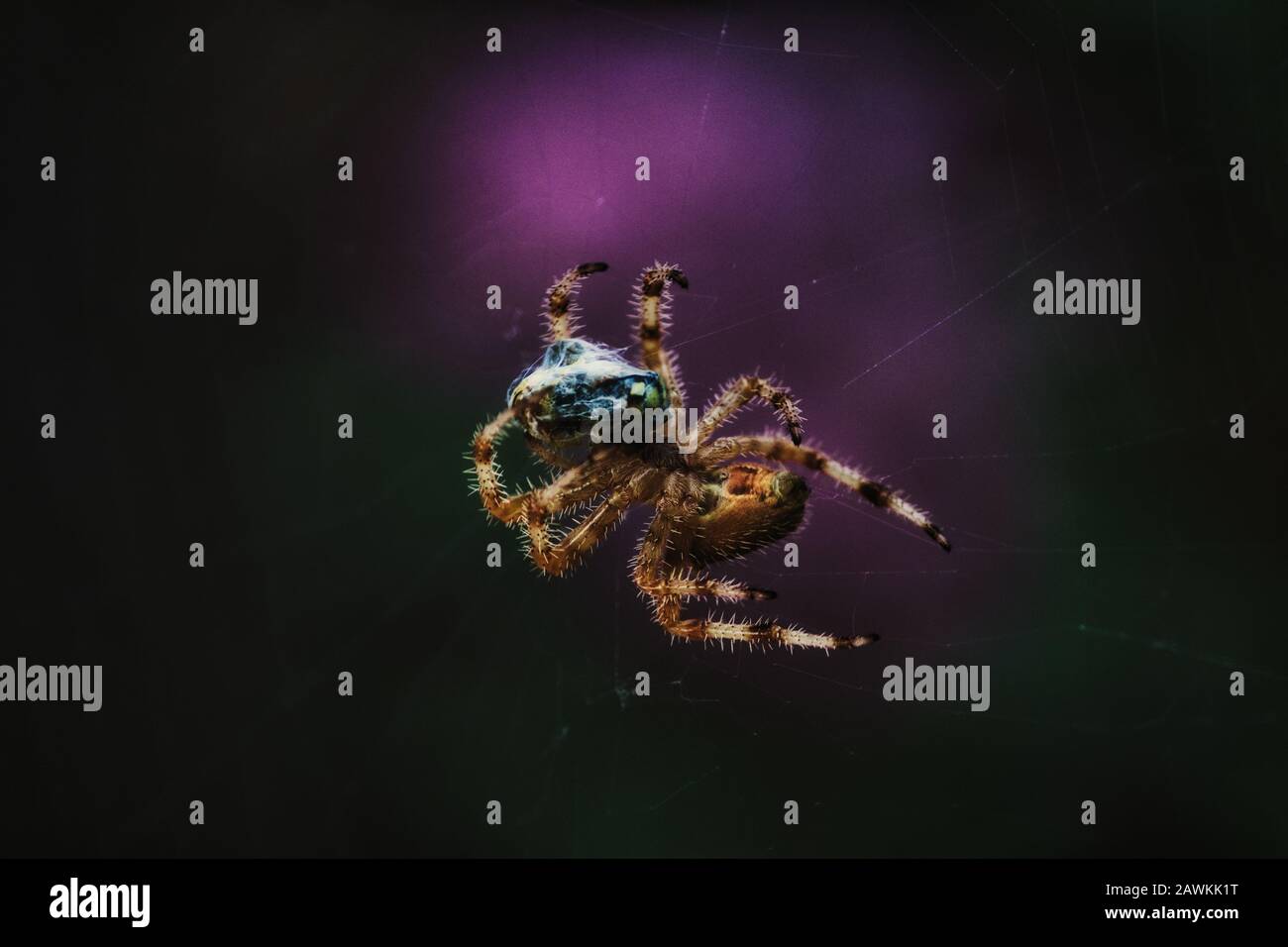 Un grande ragno peloso con una mosca per il pranzo colto nel suo fotoricettore Foto Stock
