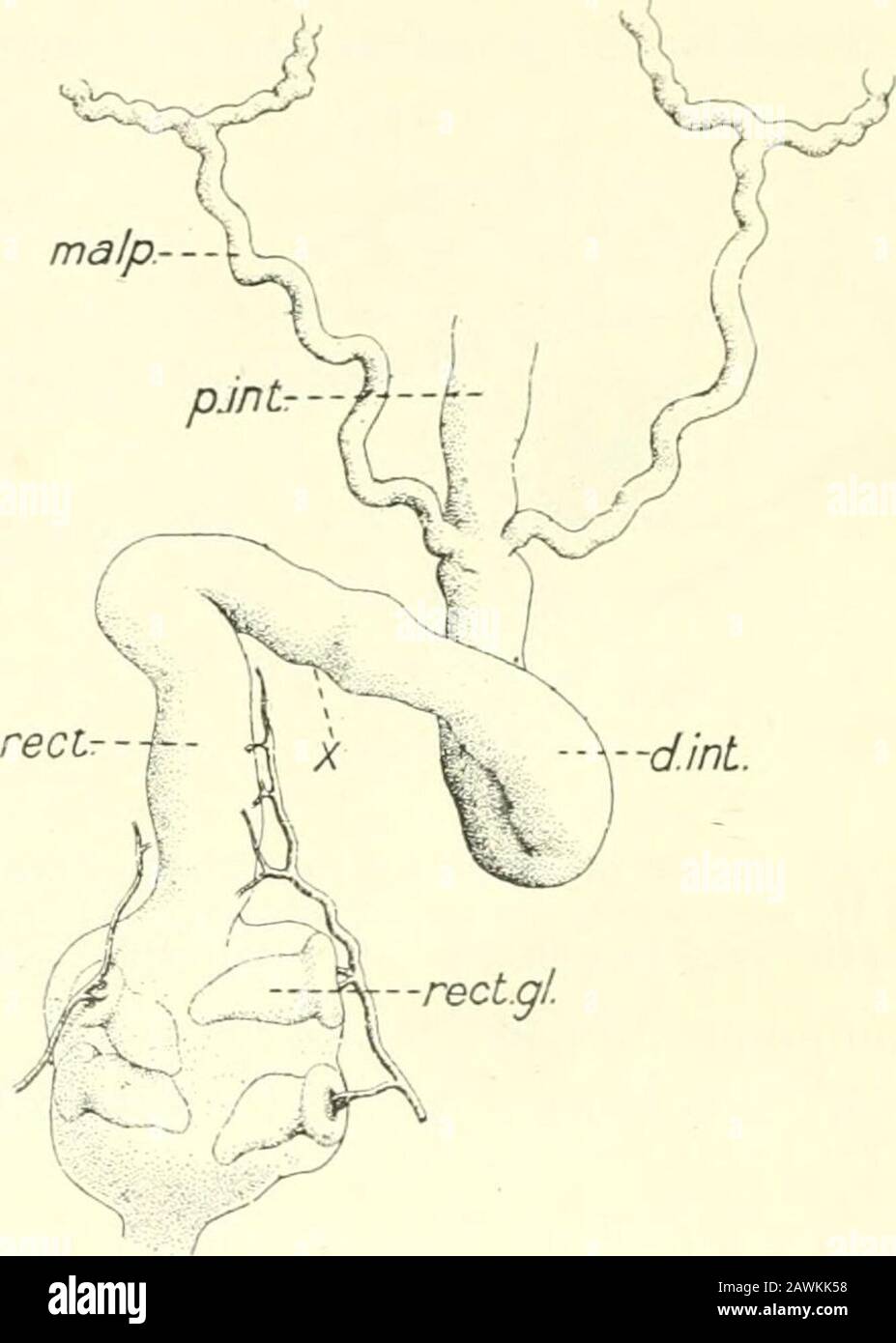 Epitelio dell'intestino tenue immagini e fotografie stock ad alta risoluzione Pagina 2 Alamy Epitelio dell'intestino tenue immagini e fotografie stock ad alta risoluzione Pagina 2 Alamy