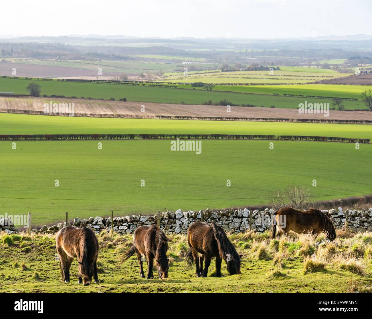 Gruppo di pony semi-ferali selvatici Exmoor sulla legge Traprain, parte di un progetto di conservazione dell'erba, East Lothian, Scozia, Regno Unito Foto Stock