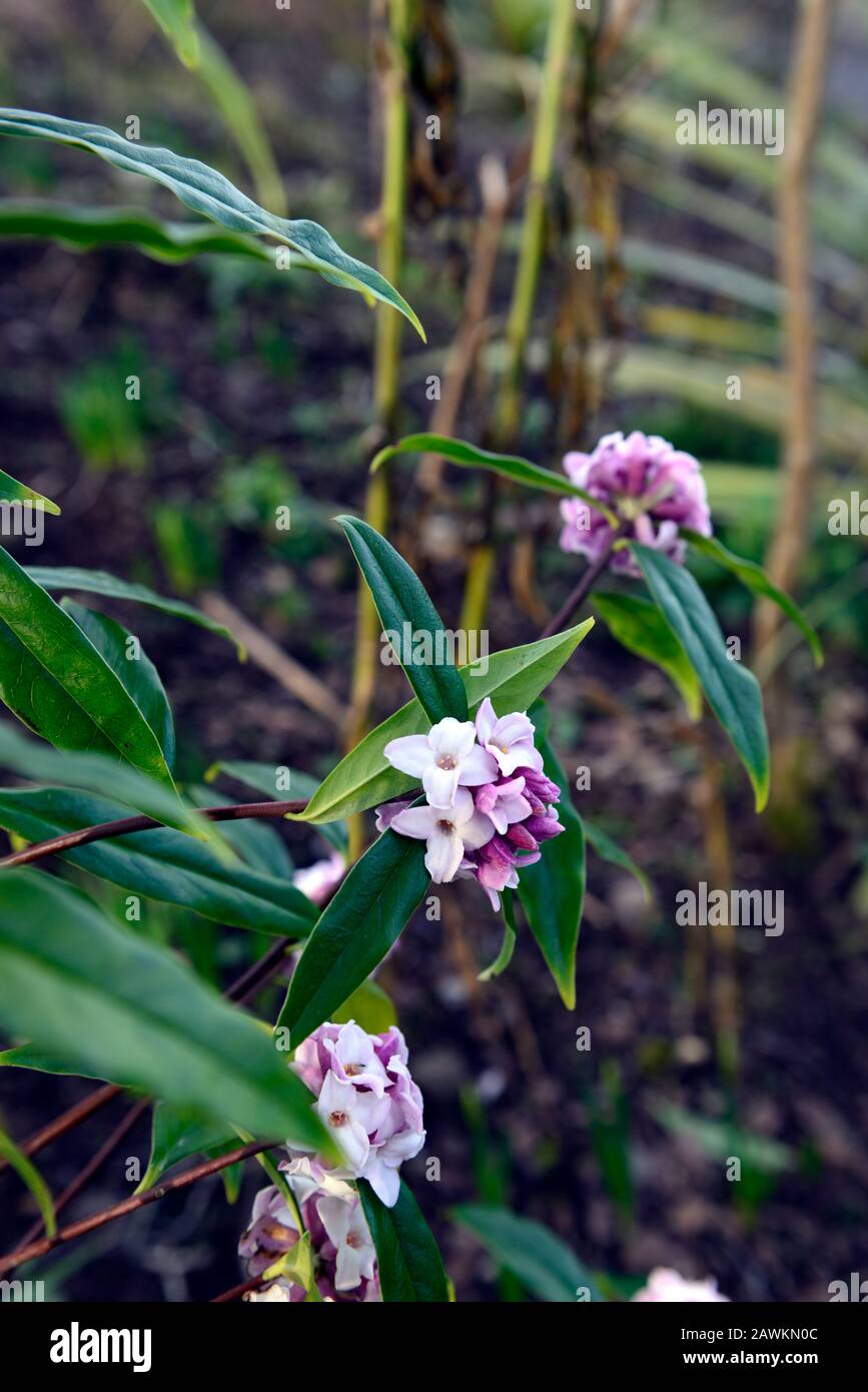 Daphne bholua jacqueline postill, fiori bianchi, arbusto fioritura inverno, profumo, profumato, profumato, profumato, profumo, fiori, arbusti, inverno, RM Floral Foto Stock