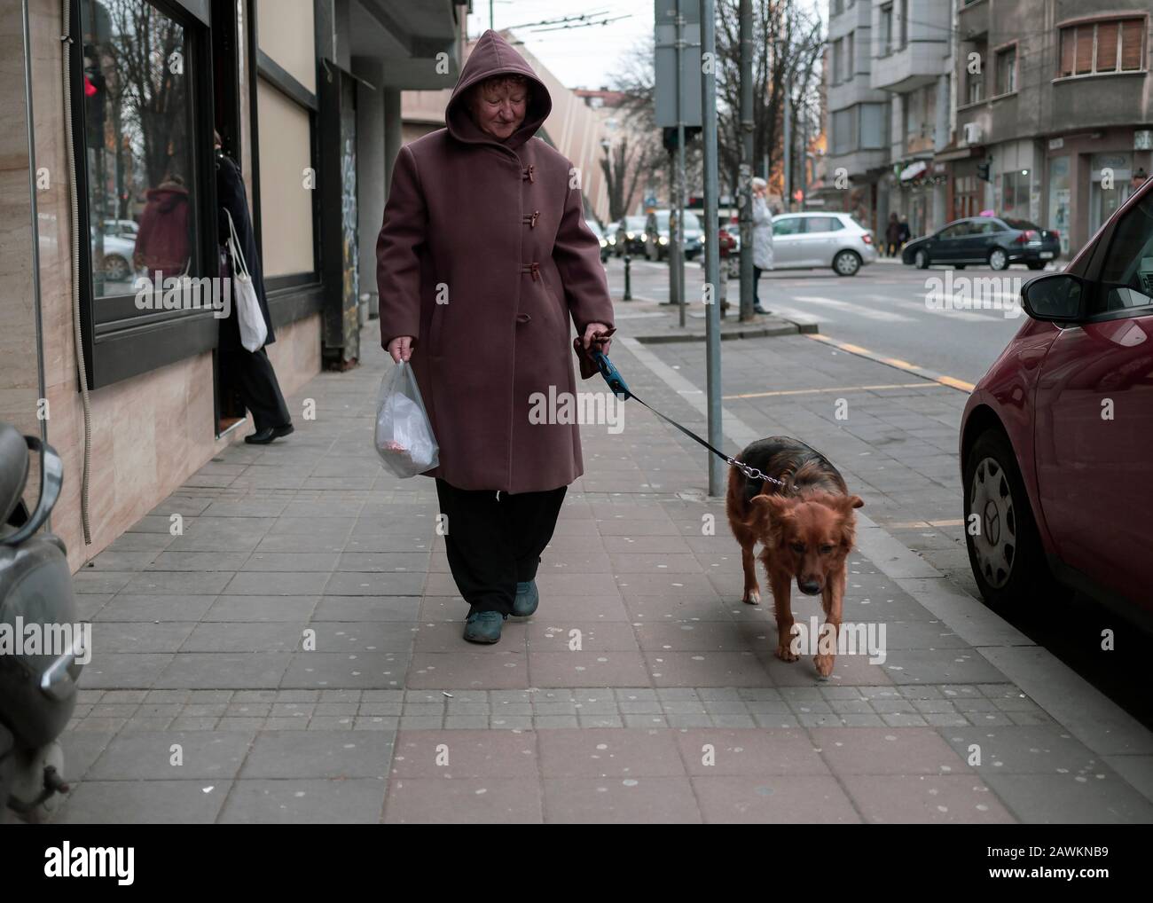 Serbia, 7 febbraio 2020: Donna che cammina cane lungo la via Svetogorska a Belgrado Foto Stock