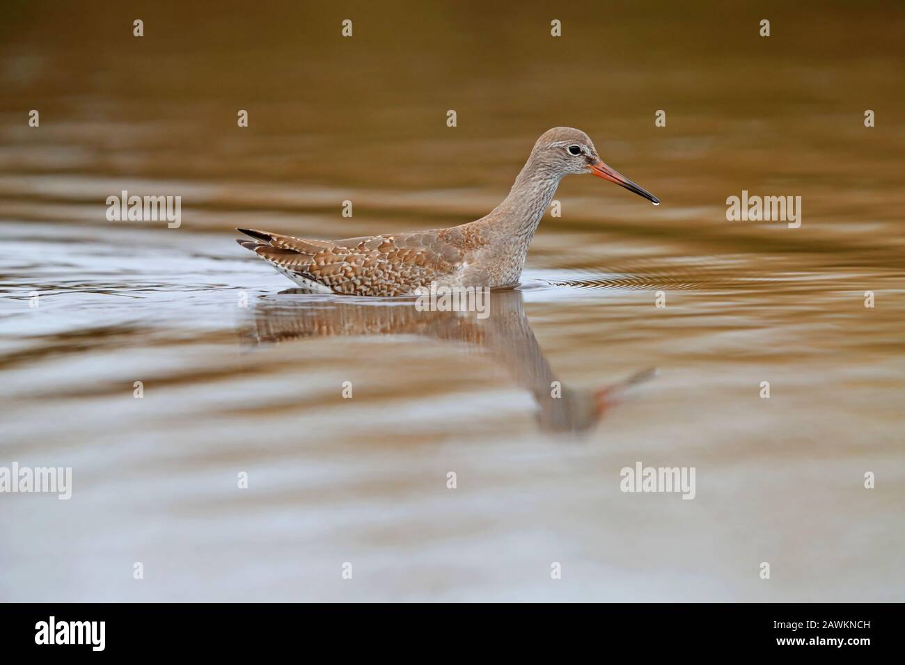 Redshank comune giovanile (Tringa totanus) nuoto attraverso una piscina sull'isola di St Mary, Isole di Scilly, Regno Unito Foto Stock