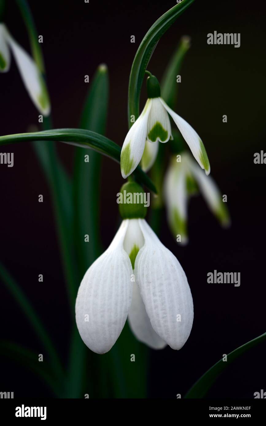 Galanthus Gerard Parker, Galanthus Jade, fiori grandi e piccoli, nevicate, gocce di neve, primavera, fiori, fiori, fioritura, bianco, segno verde, segni, segnato, Foto Stock