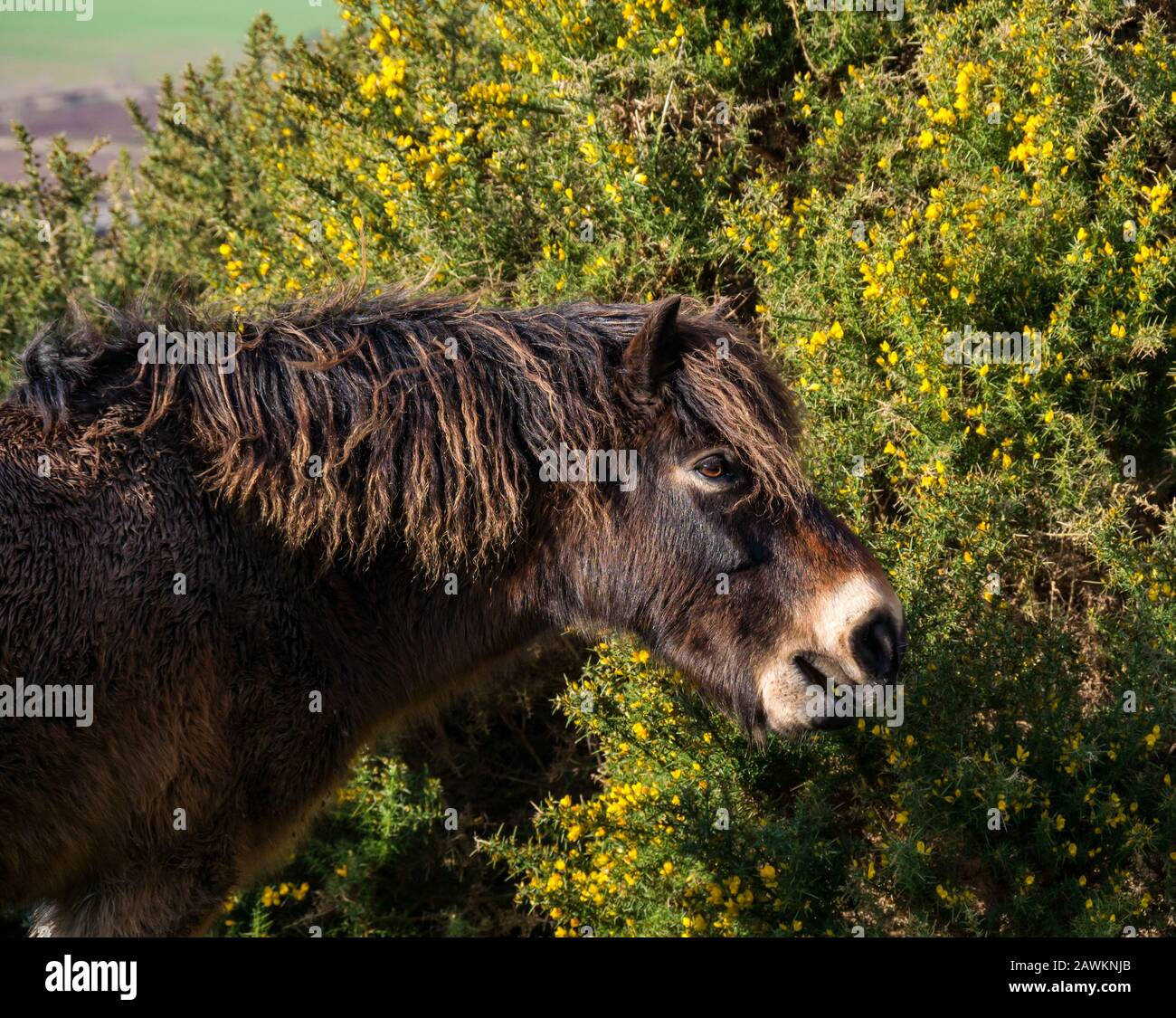 Primo piano di semi-ferale selvaggio Exmoor pony sulla legge Traprain mangiando una macchia di gorse, parte di un progetto di conservazione dell'erba, East Lothian, Scozia, Regno Unito Foto Stock