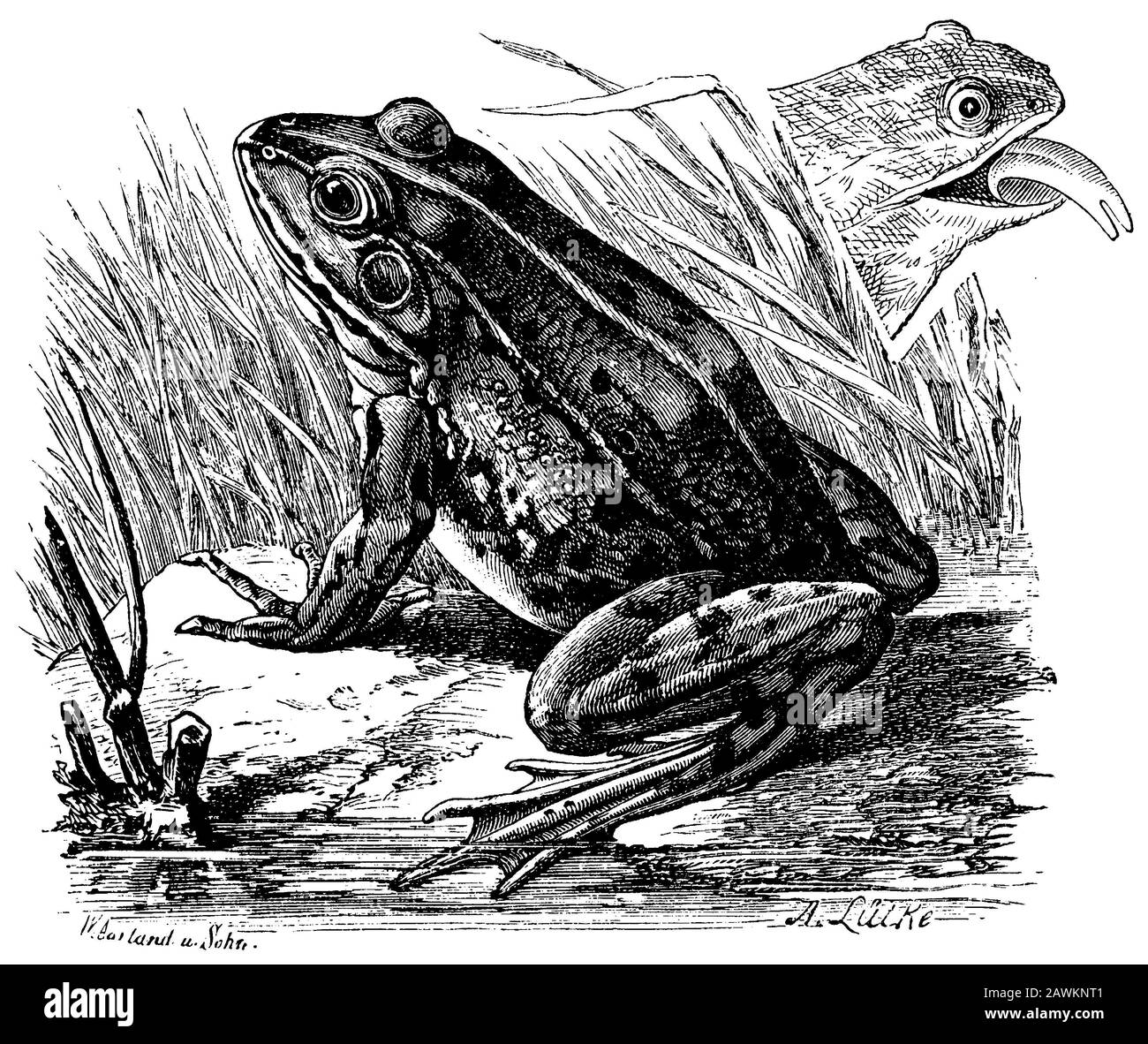 Rana commestibile, Rana esculenta, W. Aarland u. Sohn u. A. Lütke (libro zoologico, 1894) Foto Stock
