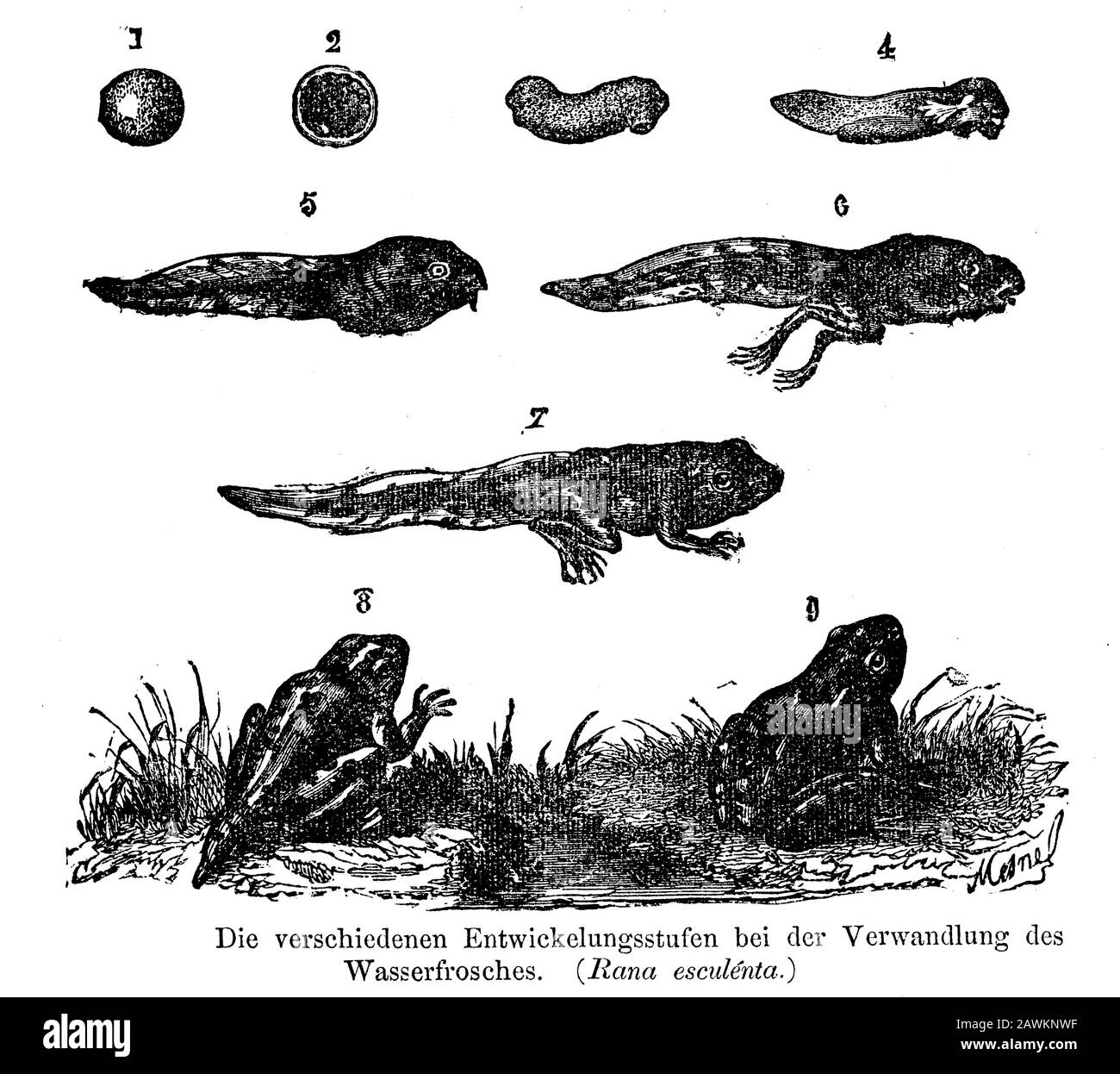 Rana commestibile, Rana esculenta, Mesnel (libro zoologico, 1877) Foto Stock