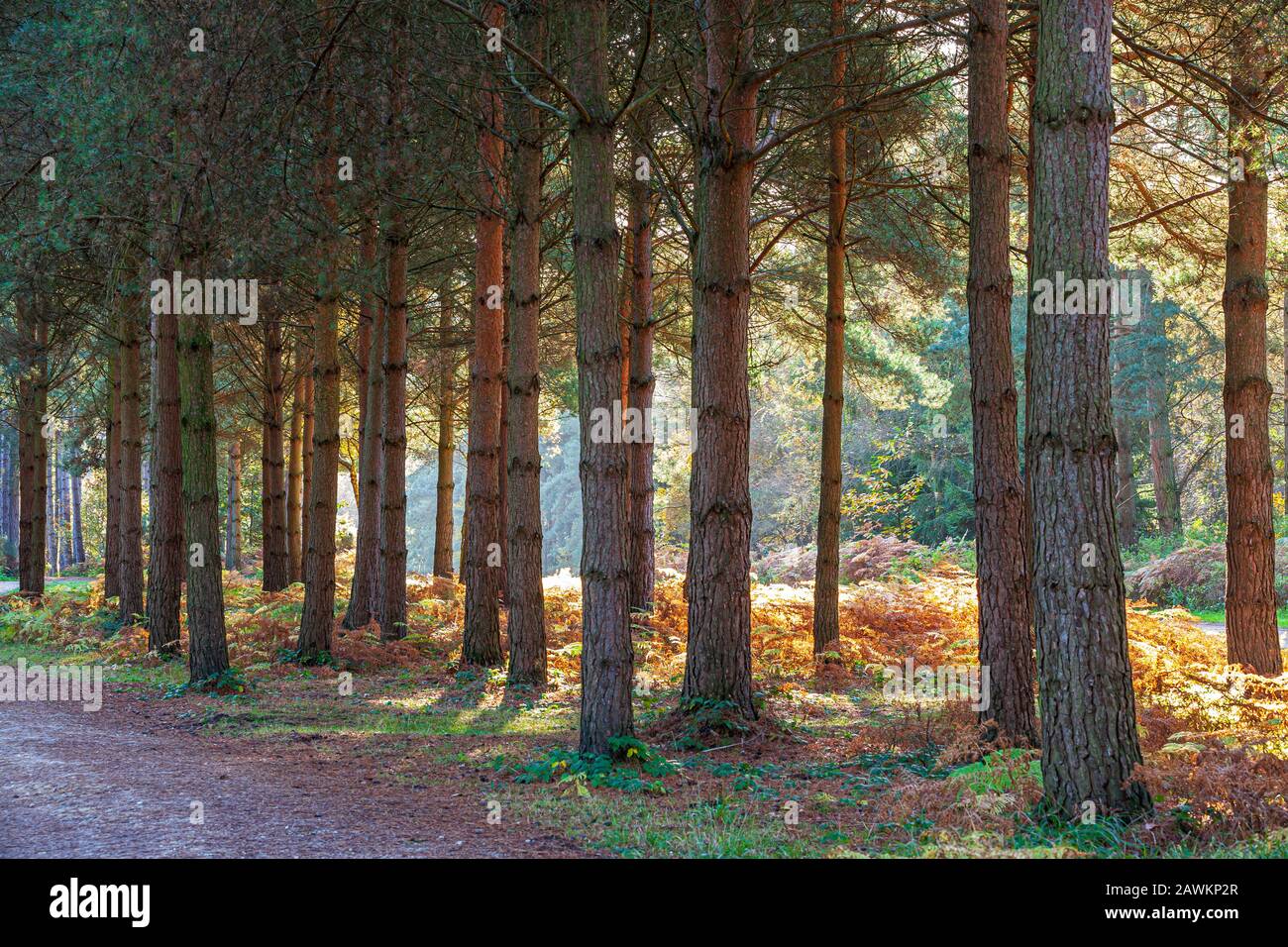 Foresta Di Pino Autunnale Nella Foresta Di Sherwood, Nottinghamshire, Inghilterra Foto Stock