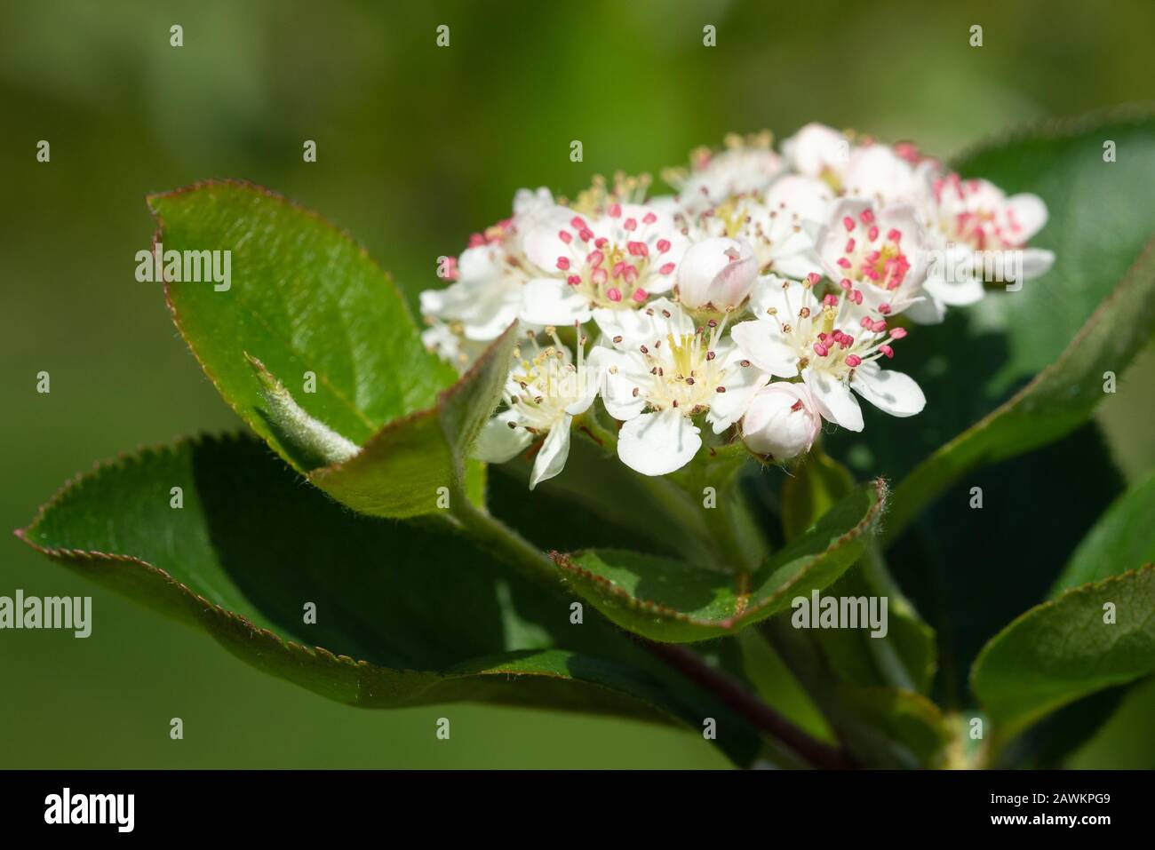 Black chokeberry (Aronia melanocarpa), la fioritura del superfruit Foto Stock