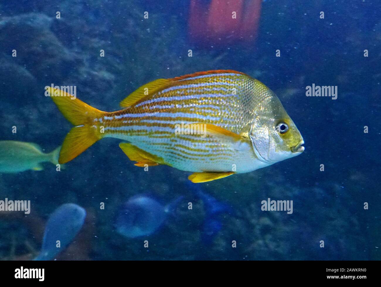 Una zia francese di pesce che nuotano all'interno di un acquario Foto Stock