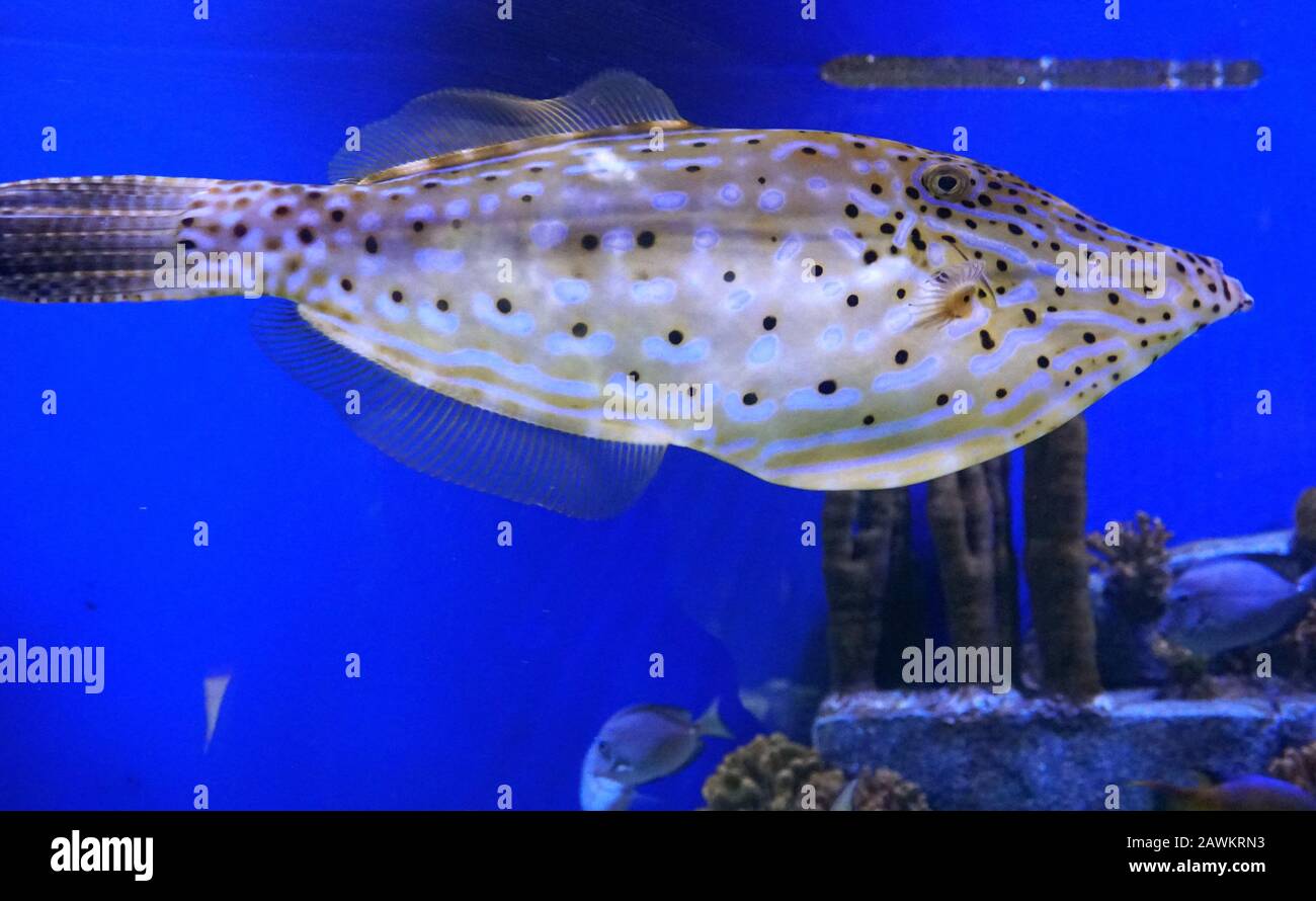 Una bella striscia bianca e gialla con puntini neri Triggerfish Foto Stock