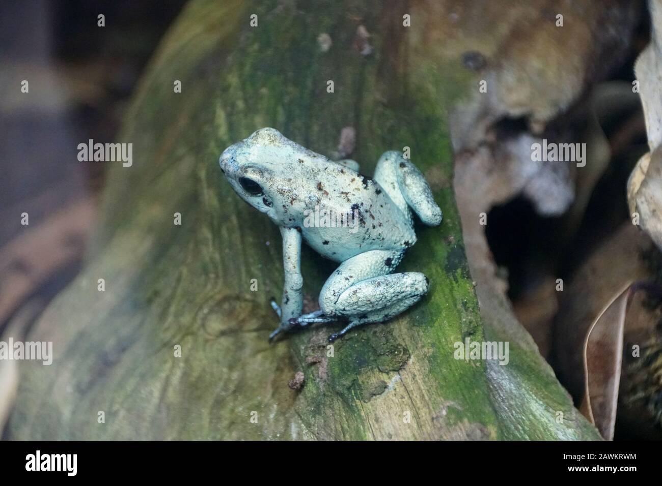 Primo piano di una terribile rana velenosa Foto Stock