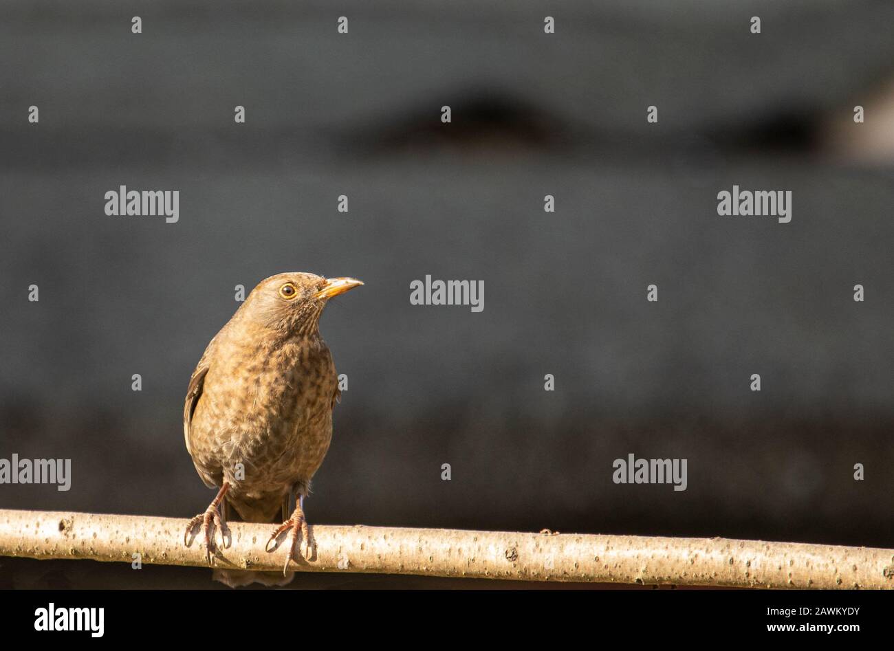 Blackbird, femmina Blackbird, Turdus merula, arroccato su una filiale in un giardino britannico gennaio 2020 Foto Stock