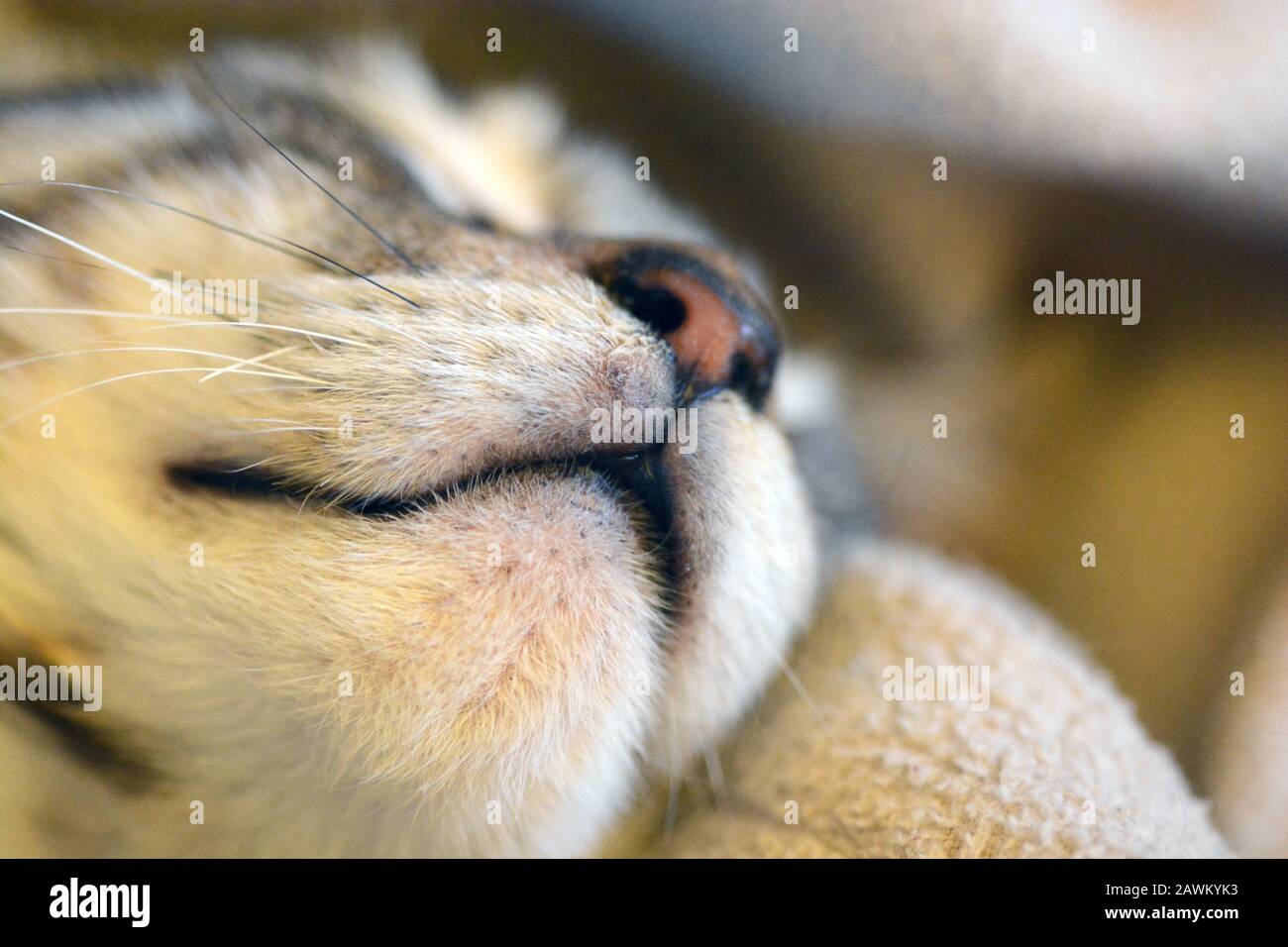 Il mio bel gatto Bengala Foto Stock