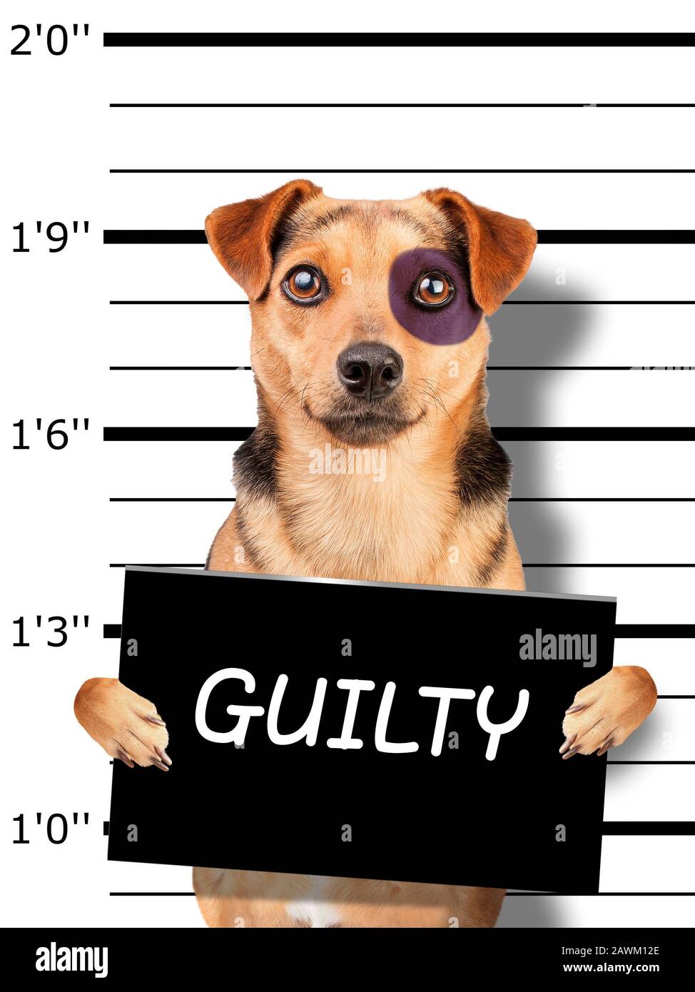 divertente piccolo cane nero occhio mugshot tenendo vuoto placard per l'identificazione presso la stazione di polizia Foto Stock
