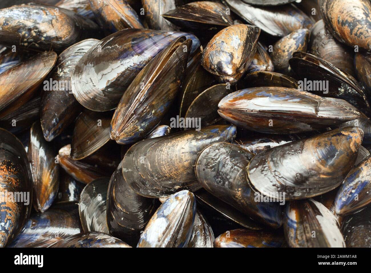 Cozze Foto Stock