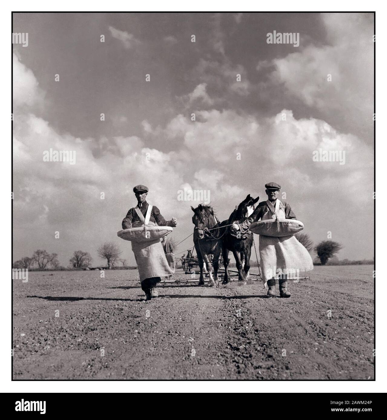 Agricoltura tempo di guerra 1940 seconda guerra mondiale British Food Production Agricoltura lavoratori agricoli Regno Unito spandimento manuale di fertilizzanti in preparazione per la piantagione di barbabietole da zucchero. Dietro sono rulli trainati da cavalli, che distribuiscono il fertilizzante Foto Stock