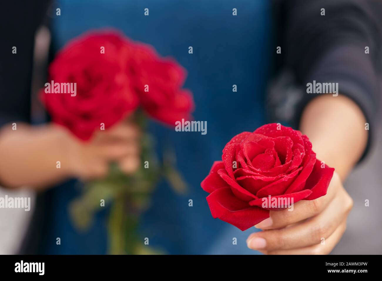 Sfondo giorno Valentines. La giovane femmina tiene una rosa rossa nelle sue mani, dandola al suo fidanzato o fidanzata. Concetto di amore della coppia per l'automobile di saluti Foto Stock
