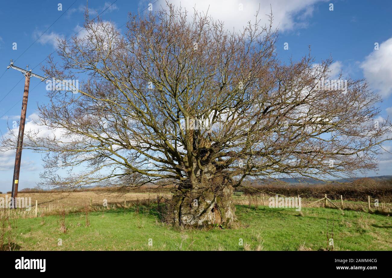 La Vecchia Quercia Elettrica, Wickwar. Pensato per essere 800 anni Pedunculate (Inglese) Oak Tree - Quercus robur Foto Stock