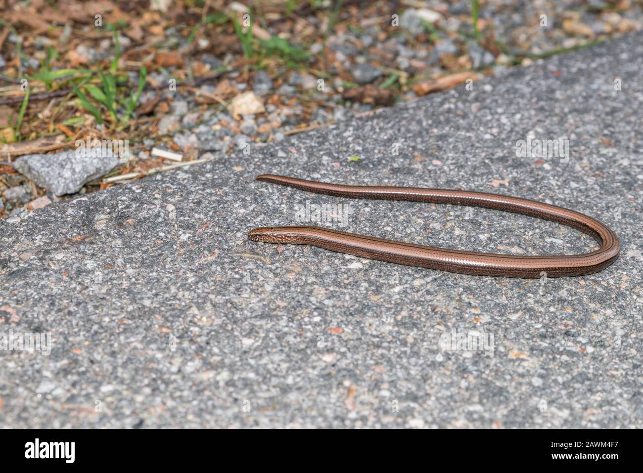 Primo piano di un ciecworm (Anguis fragilis) su una strada e sul ciglio della strada, in Germania Foto Stock