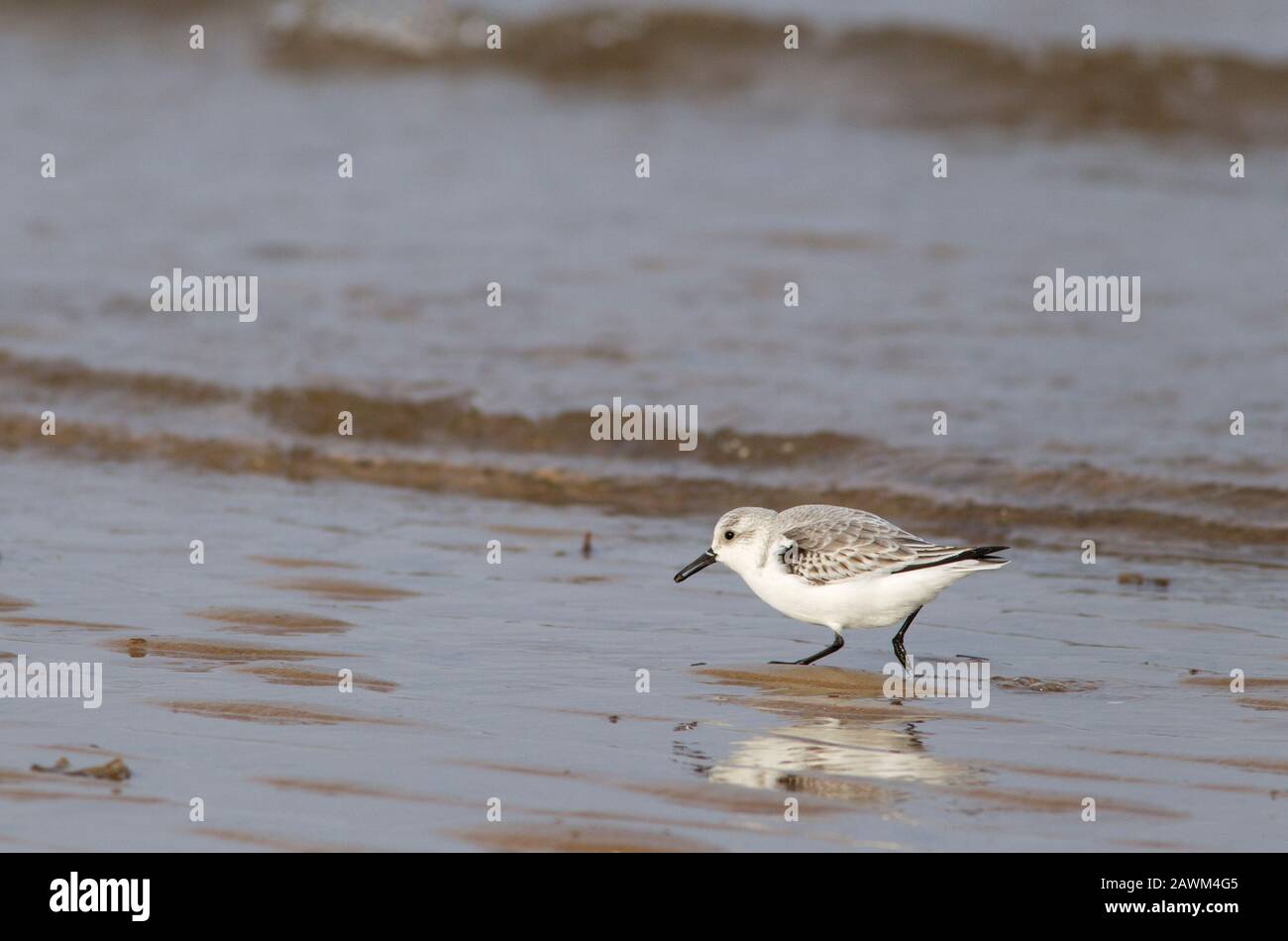 Sanderling, Calidris alba, nutrimento singolo per adulti lungo la costa, Norfolk, Regno Unito. Foto Stock