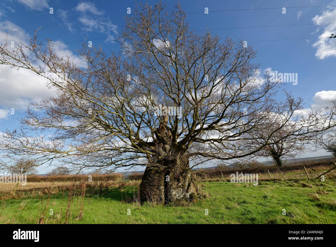 La Vecchia Quercia Elettrica, Wickwar. Pensato per essere 800 anni Pedunculate (Inglese) Oak Tree - Quercus robur Foto Stock