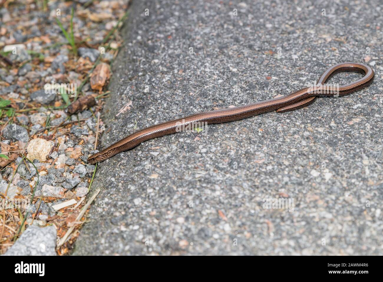 Primo piano di un ciecworm (Anguis fragilis) su una strada e sul ciglio della strada, in Germania Foto Stock