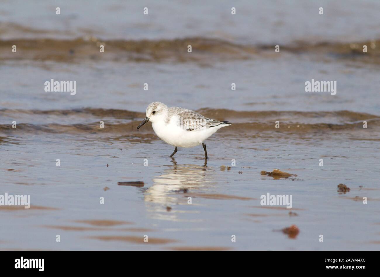 Sanderling, Calidris alba, singolo adulto a piedi lungo la riva del mare, Norfolk, Regno Unito. Foto Stock