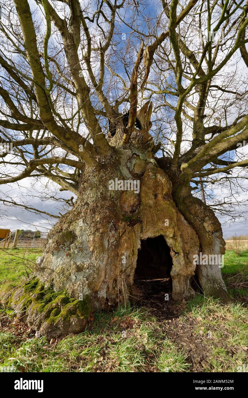 La Vecchia Quercia Elettrica, Wickwar. Pensato per essere 800 anni Pedunculate (Inglese) Oak Tree - Quercus robur Foto Stock