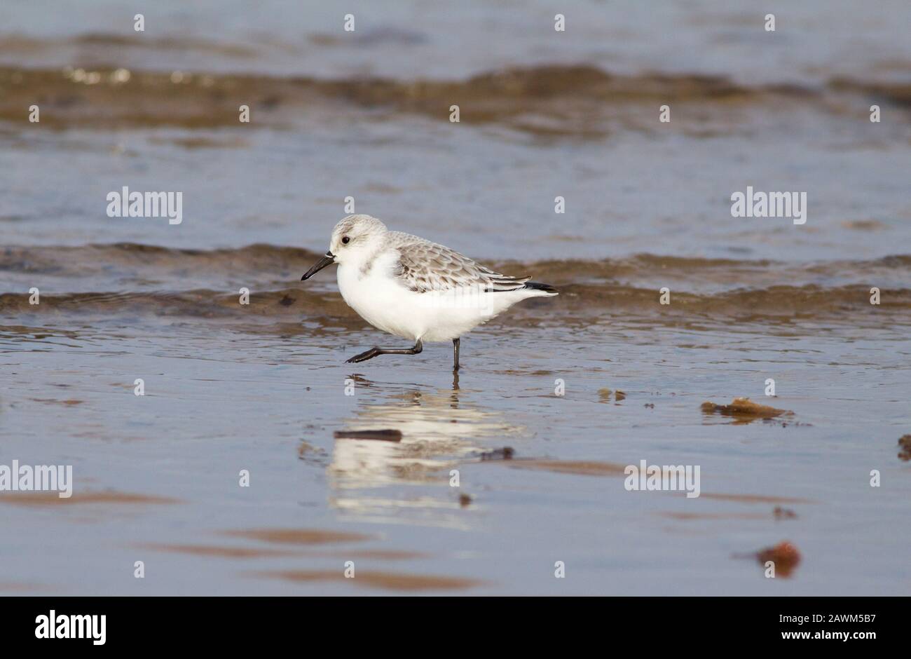 Sanderling, Calidris alba, singolo adulto a piedi lungo la riva del mare, Norfolk, Regno Unito. Foto Stock