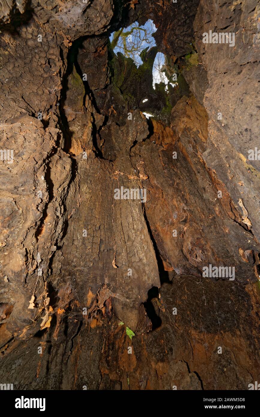 The Old Electric Oak, Wickwar Pedunculate (English) Oak Tree - Quercus robur Visualizza attraverso il tronco cavo Foto Stock