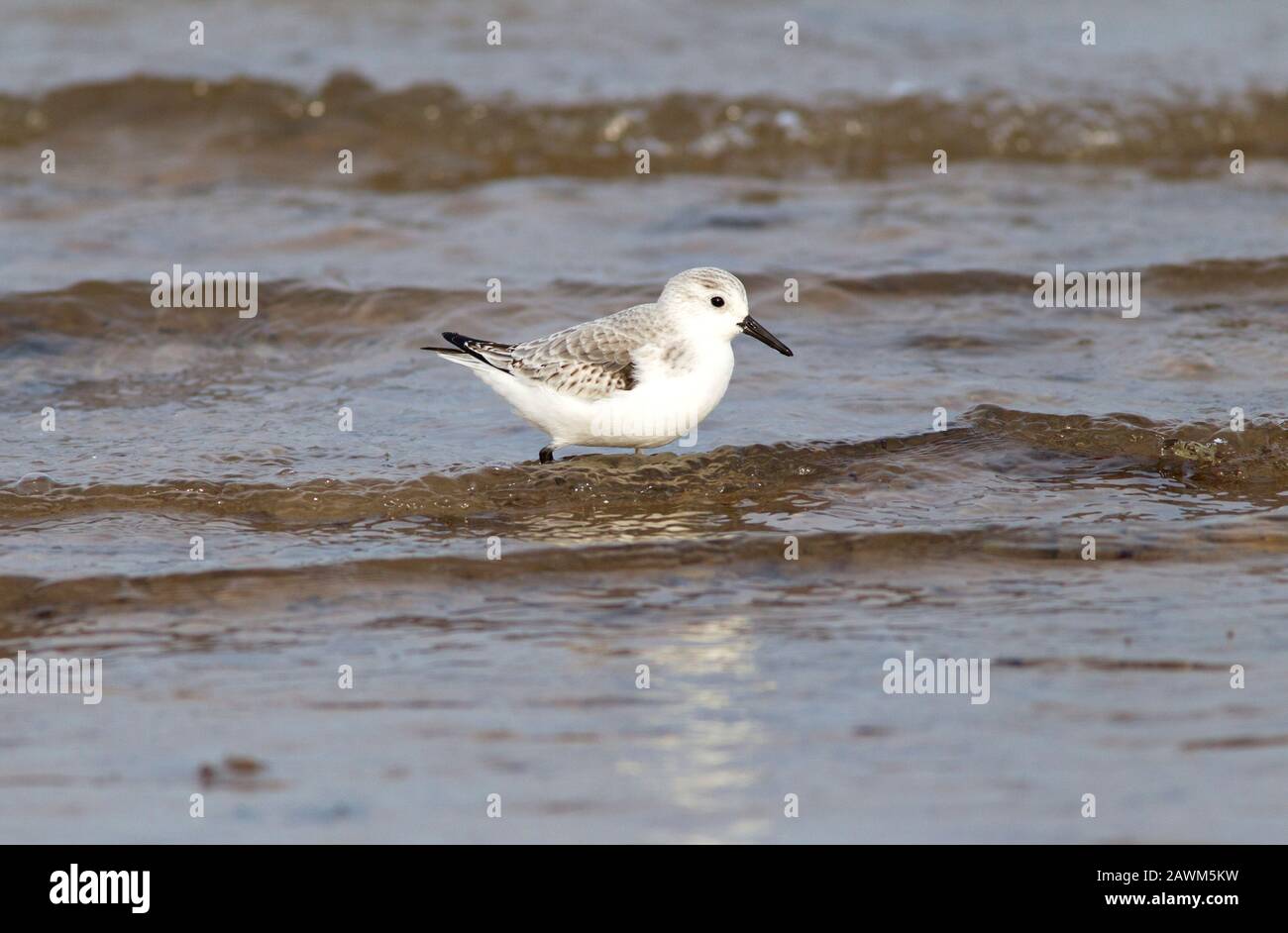 Sanderling, Calidris alba, singolo adulto in riva al mare, Norfolk, Regno Unito. Foto Stock