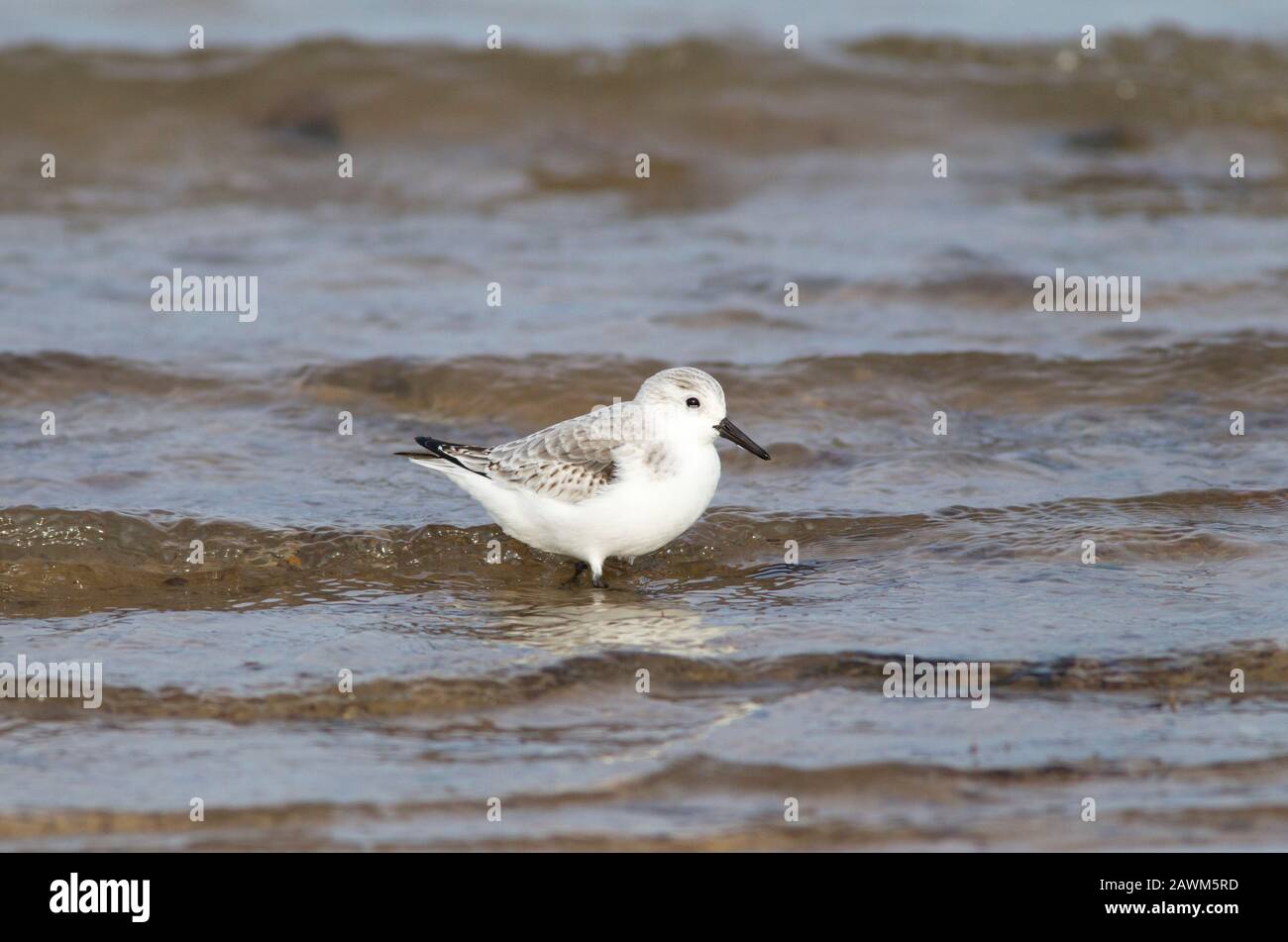 Sanderling, Calidris alba, singolo adulto in riva al mare, Norfolk, Regno Unito. Foto Stock