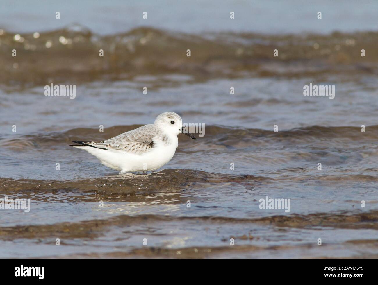 Sanderling, Calidris alba, singolo adulto in riva al mare, Norfolk, Regno Unito. Foto Stock