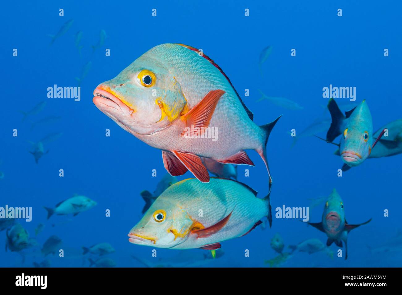 Humpback Snapper, Lutjanus Gibbus, Tahiti, Polinesia Francese Foto Stock