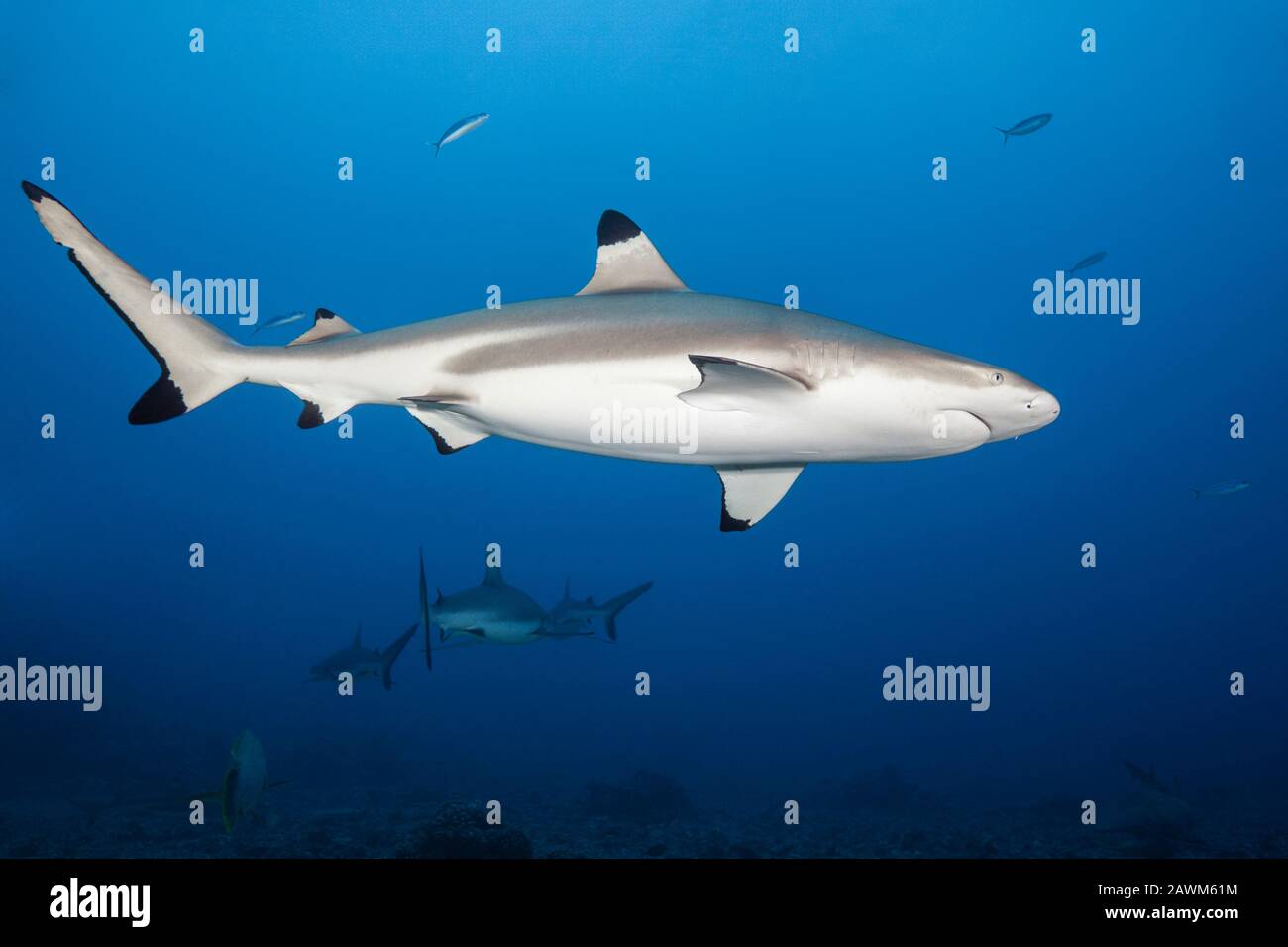 Blacktip Reef Shark, Carcharhinus Melanopterus, Tahiti, Polinesia Francese Foto Stock
