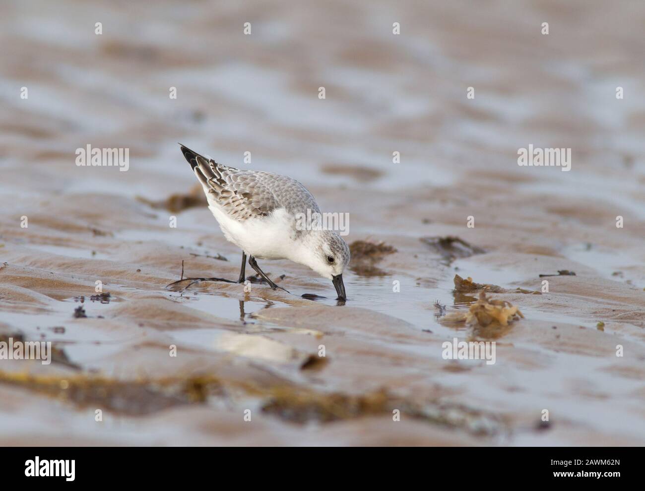 Sanderling, Calidris alba, Single Adult Feeding on Seashore, Norfolk, Regno Unito. Foto Stock