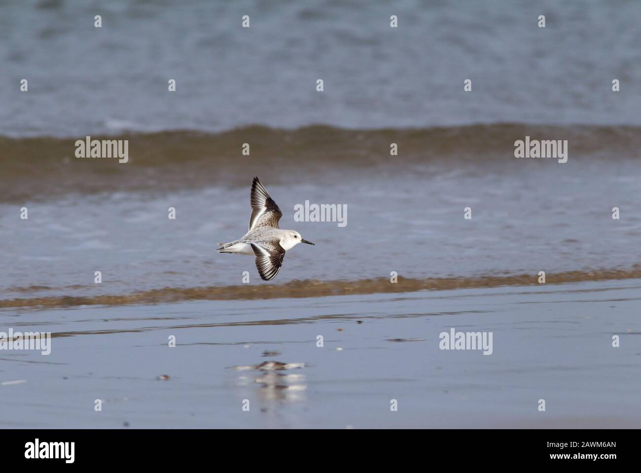 Sanderling, Calidris alba, singolo adulto che vola lungo la riva del mare, Norfolk, Regno Unito. Foto Stock