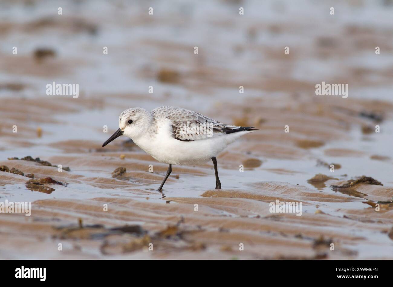 Sanderling, Calidris alba, singolo adulto a piedi sulla spiaggia, Norfolk, Regno Unito. Foto Stock