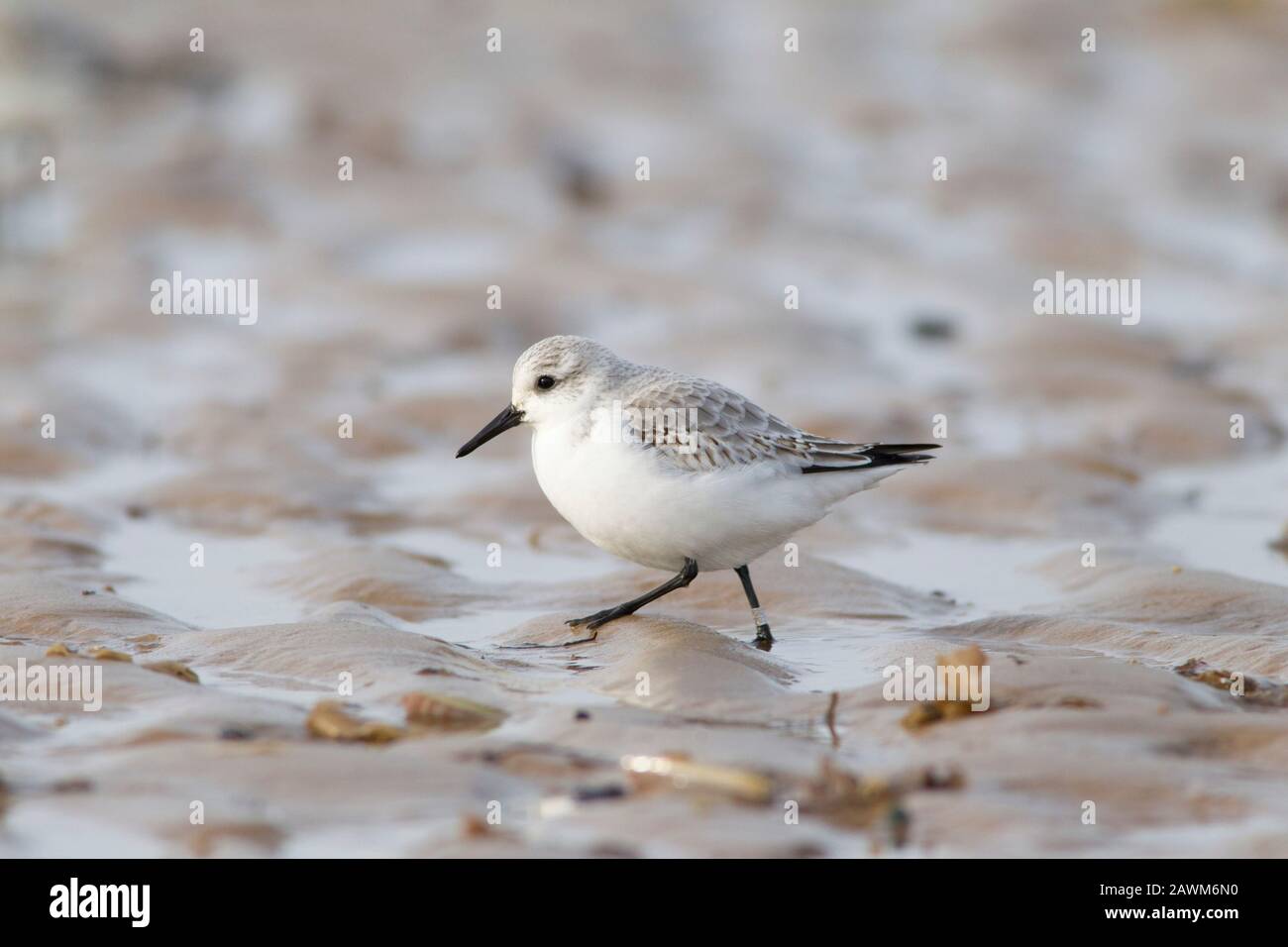 Sanderling, Calidris alba, singolo adulto in corsa sulla spiaggia, Norfolk, Regno Unito. Foto Stock
