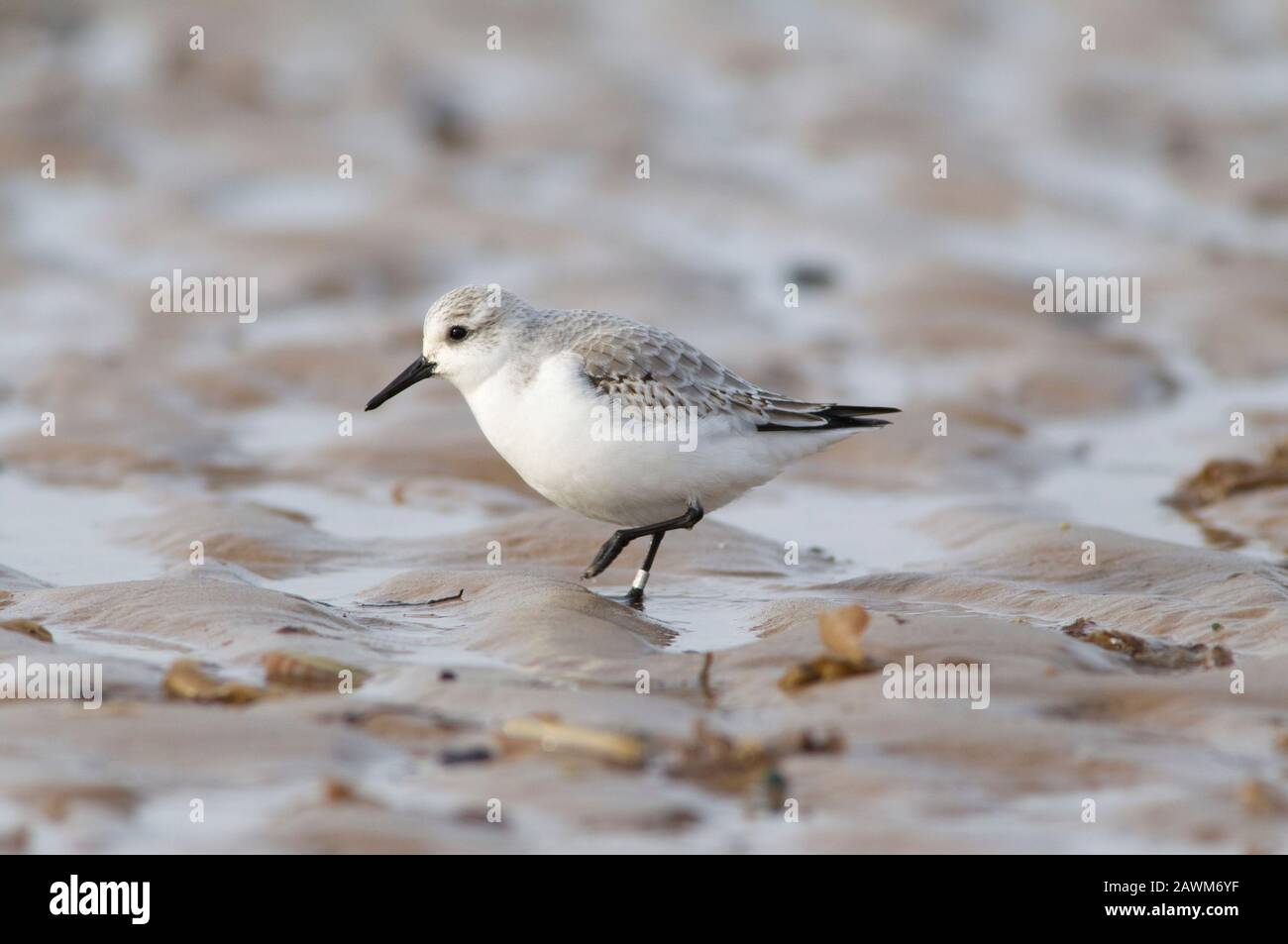 Sanderling, Calidris alba, singolo adulto a piedi sulla spiaggia, Norfolk, Regno Unito. Foto Stock