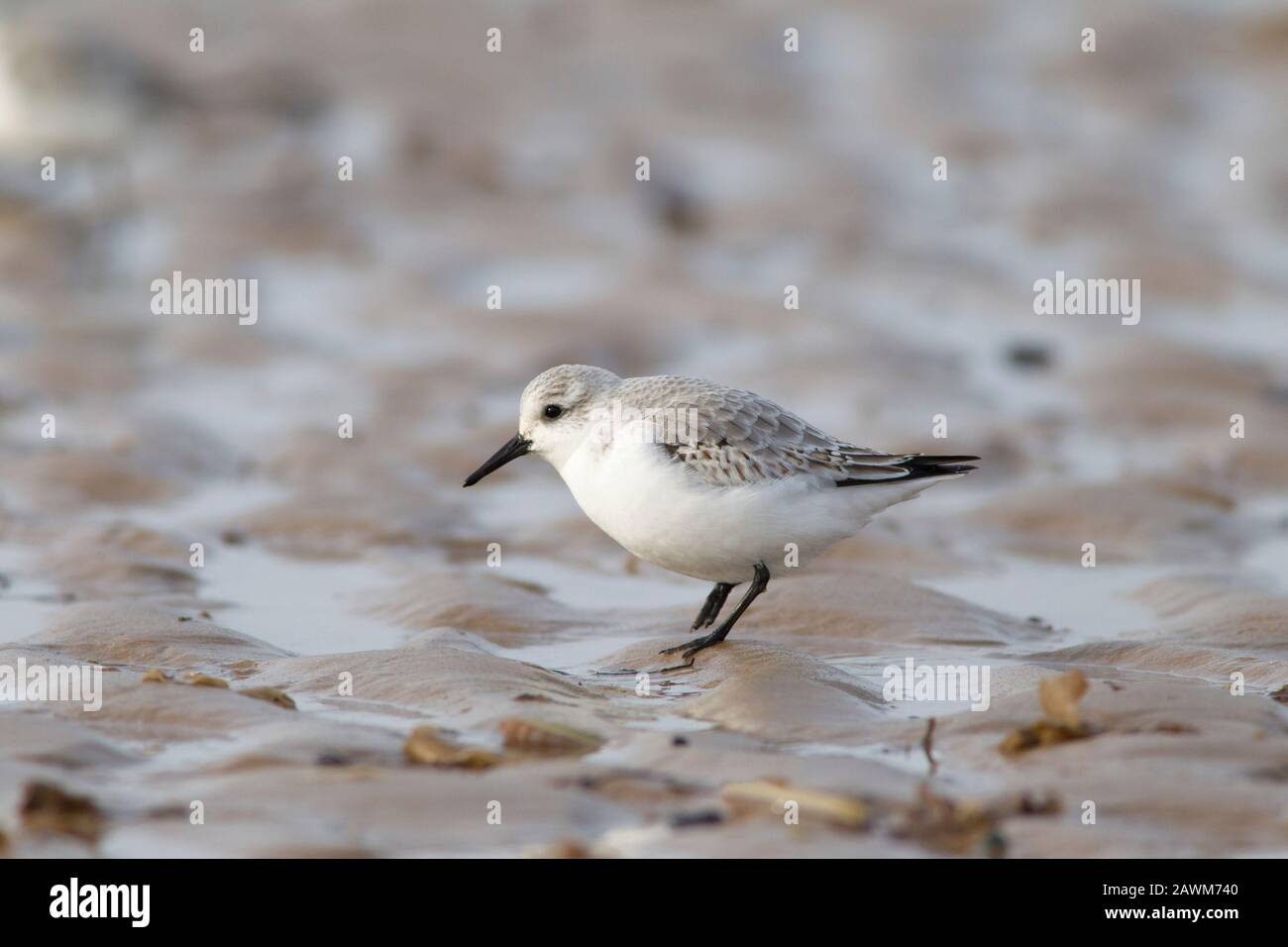 Sanderling, Calidris alba, singolo adulto a piedi sulla spiaggia, Norfolk, Regno Unito. Foto Stock