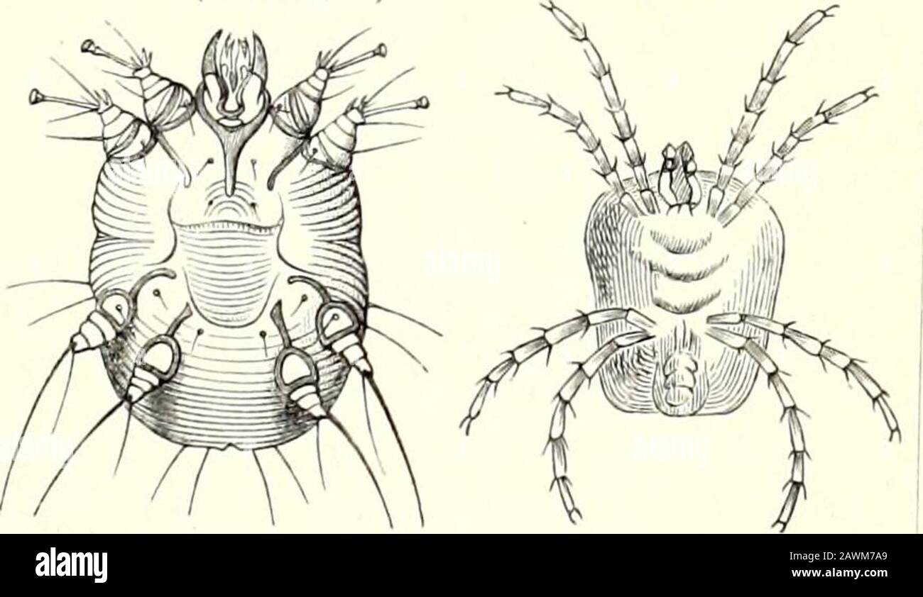 Meyers grosses Konversations-Lexikon : ein Nachschlagewerk des allgemeinen Wissens . .5. Biicherskorpion(Celifer cancrroides),Stark vergrofiert(Art Bucherakorpion.) 13. Wcingallmilbe(Phytoptus vitis). Starkvergrofiert (Art Milben.) 7. Holzbock (Ixodesricinus). «,. A nuchtern,b vollgesogen.(Art Zeeken.) 8. Feldskorpion (Buthusoccitanus). A ein Bauch mitden Kammen u. Luftlochren.Nat Grbfle. (Art Skorpione.) 10,StacheIfu8igeWassermiIbe(Atax spinipes), von derBauchseite.Stark vergr. (Art Wassermilben.) 14. Haarbalgmilbe(Demodex folliculorum).I00/l. (Art Milben.). II Kratzmilbe des Men-schen (Sa Foto Stock