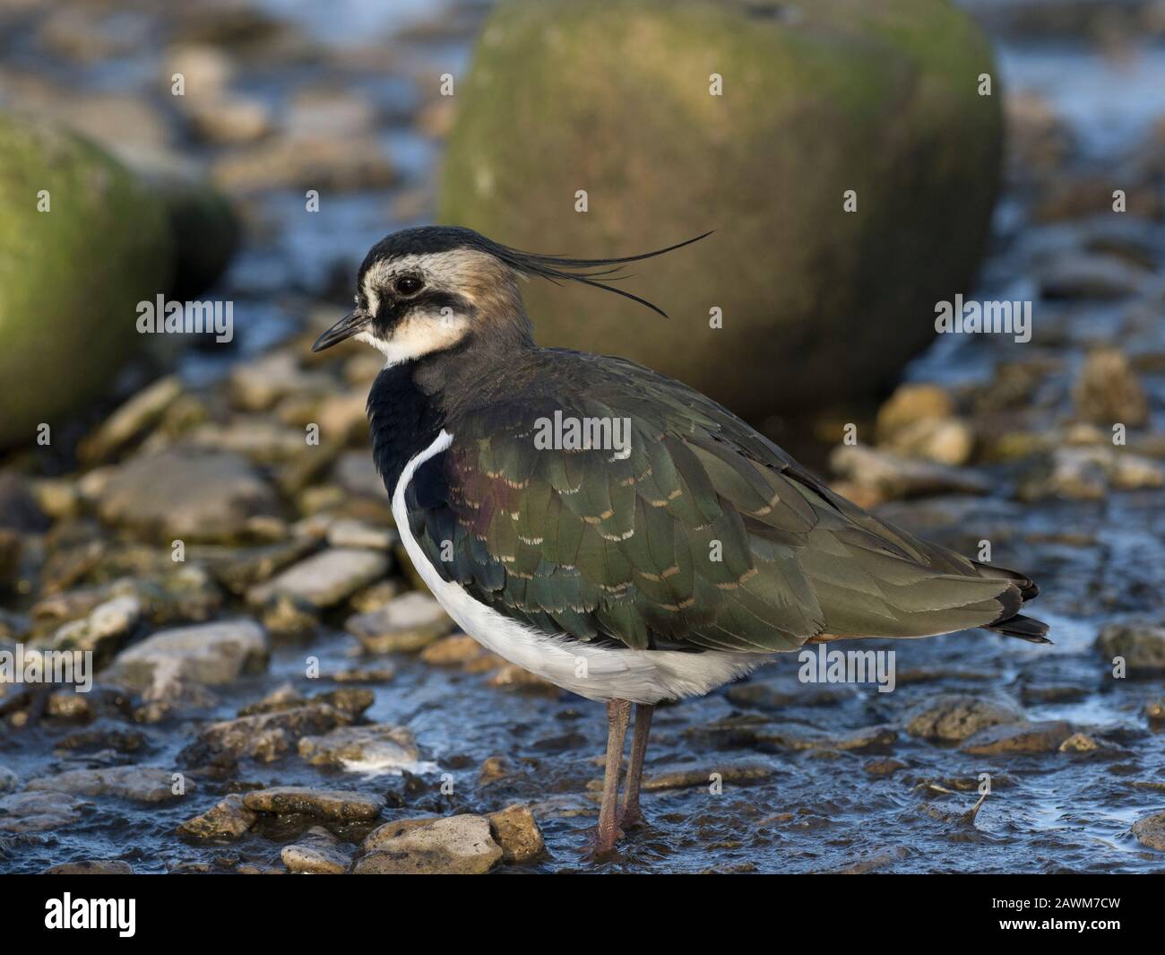 Lapwing, Vanellus vanellus, profilo di singolo adulto, Slimbridge, Gloucestershire, Regno Unito Foto Stock